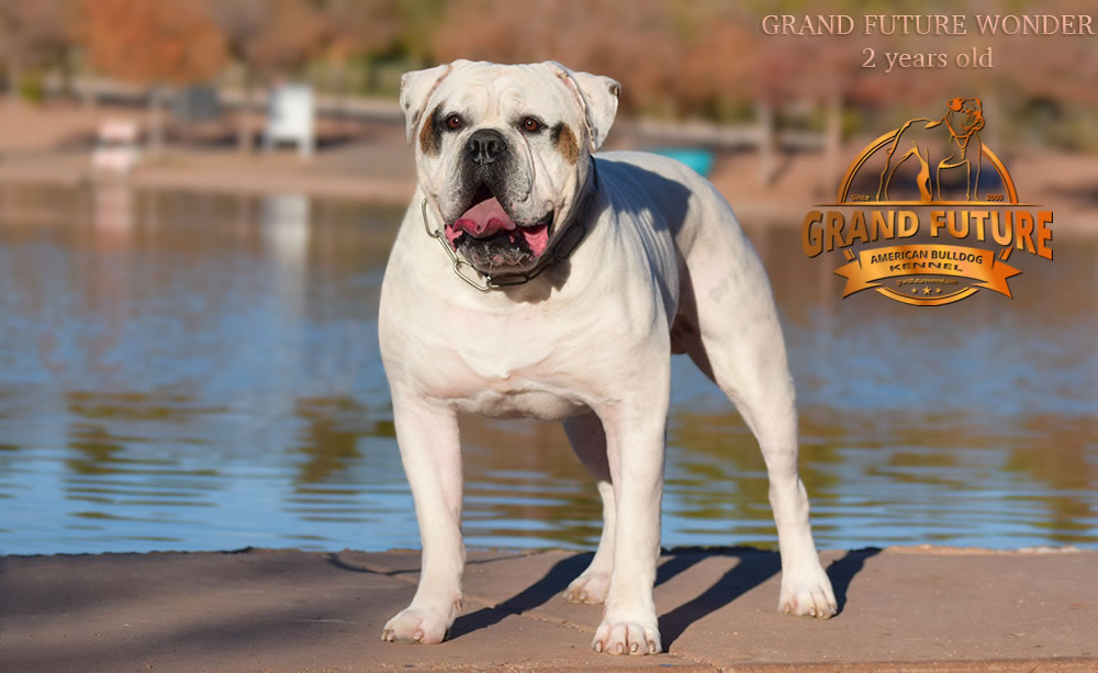 American Bulldog - Grand Future Wonder