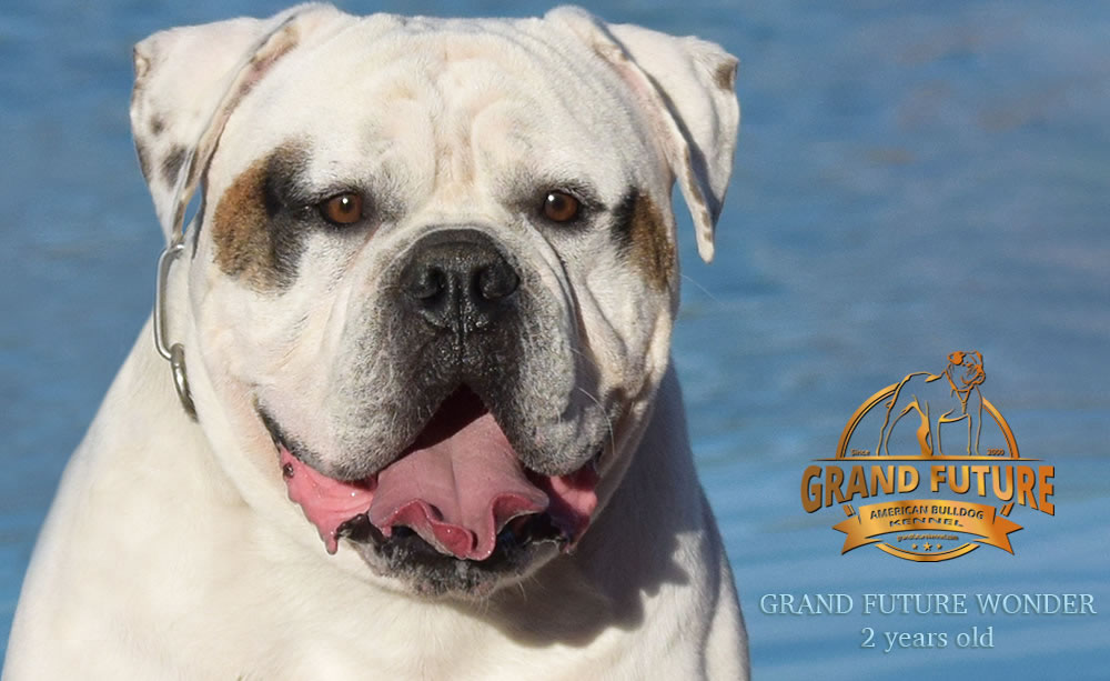 American Bulldog - Grand Future Wonder