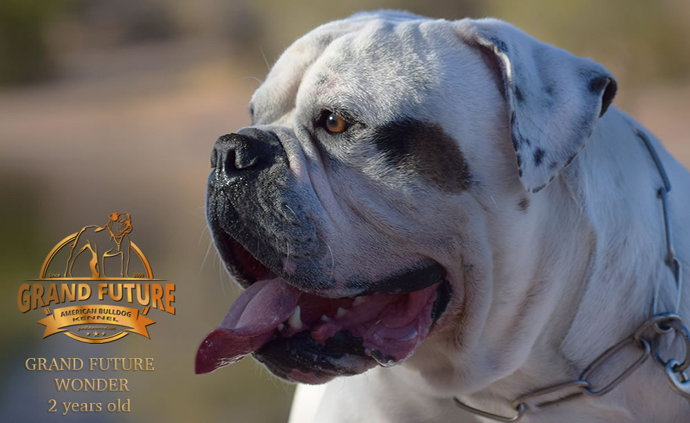 American Bulldog - Grand Future Wonder