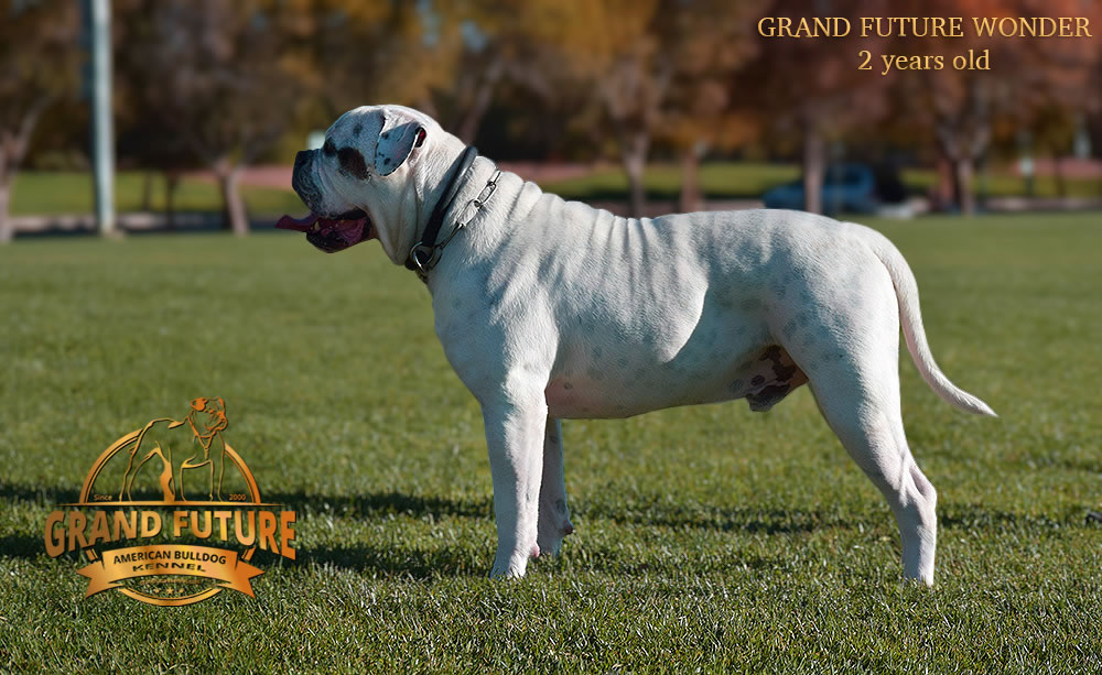 American Bulldog - Grand Future Wonder