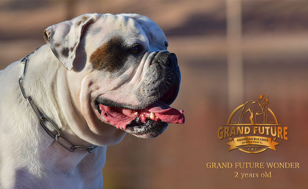 American Bulldog - Grand Future Wonder