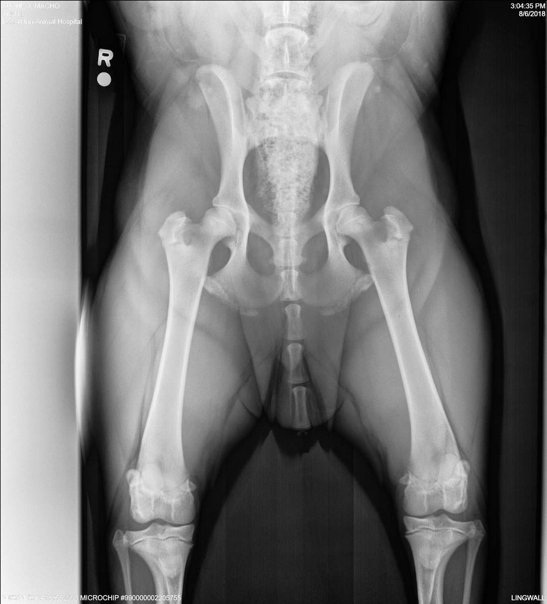 PennHip - Extended Hip Radiograph