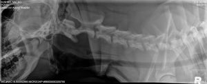 OFA Spine Radiograph