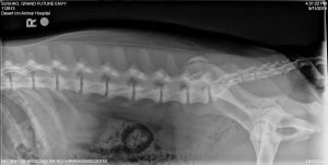 Grand Future Envy - OFA Spine Radiograph - American Bulldog