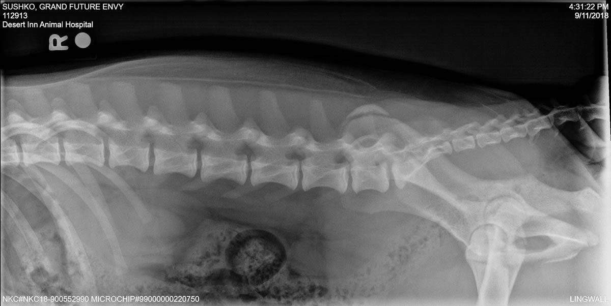 Grand Future Envy - OFA Spine Radiograph - American Bulldog