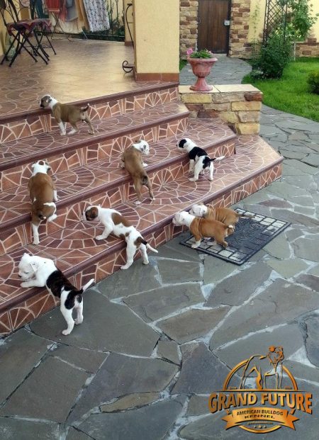 Pedigree american bulldog puppies for outlet sale