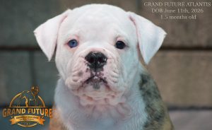 Grand Future Atlantis - American Bulldog Puppy