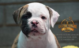 Grand Future Avalon - American Bulldog Puppy