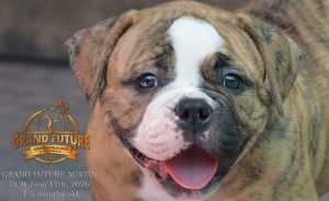 Grand Future Austin - American Bulldog Puppy