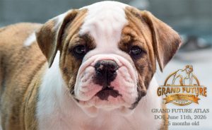 Grand Future Atlas - American Bulldog Puppy