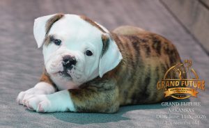 Grand Future Arkansas - American Bulldog Puppy