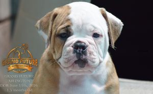 Grand Future Arlington - American Bulldog Puppy