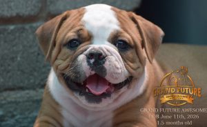 Grand Future Awesome - American Bulldog Puppy