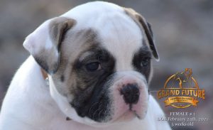 American Bulldog Puppy For Sale