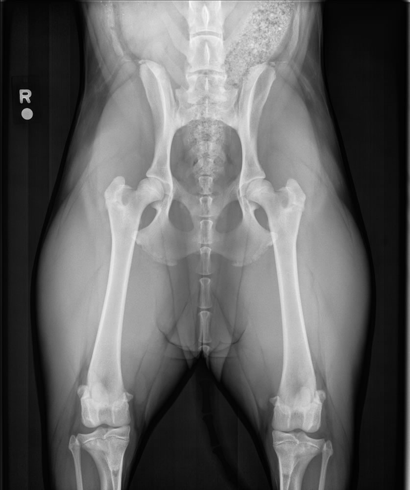 PennHip - Hip-Extended Radiograph