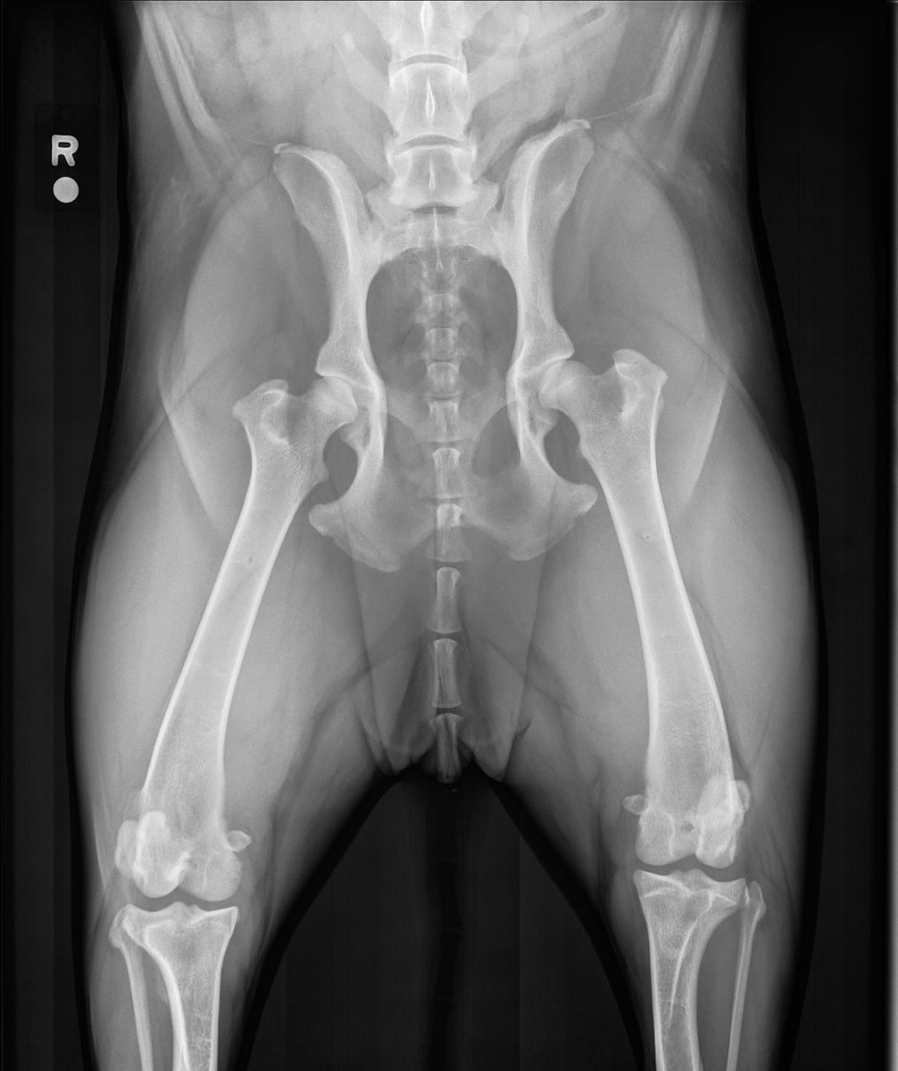 PennHip Hip-Extended Radiograph