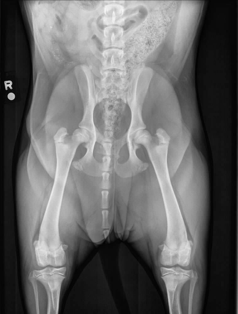 PennHip Hip-Extended Radiograph