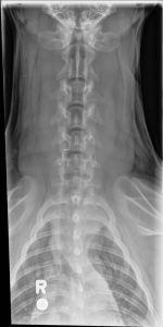 OFA Spine Radiograph - Normal Spine