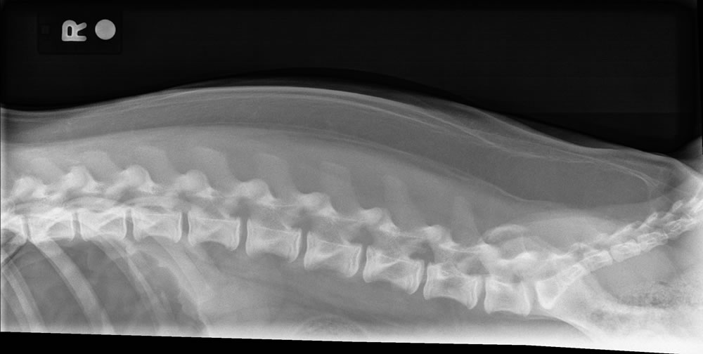 OFA Spine Radiograph - Normal Spine
