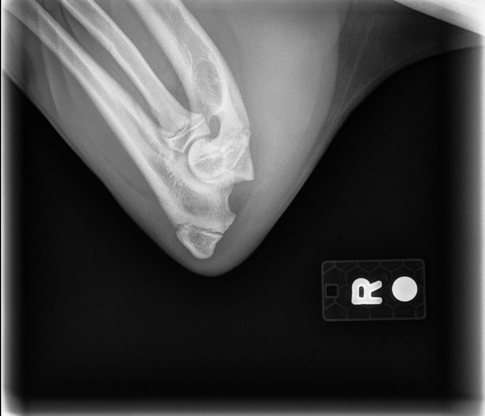 OFA Elbows Radiograph - Normal