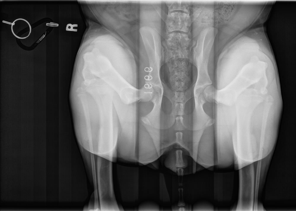 Grand Future Precious - PennHip - Distracted View Radiograph - Normal hips