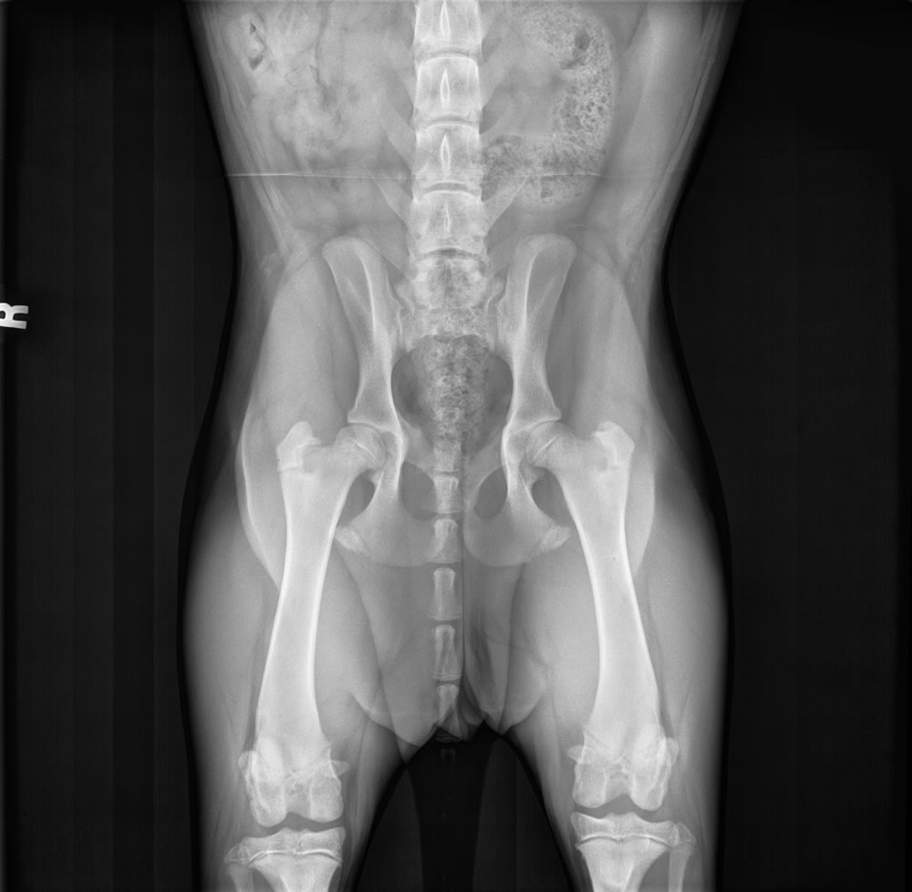 Grand Future Precious - PennHip - Hip-extended Radiograph - Normal hips