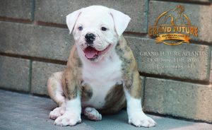 Grand Future Atlantis - American Bulldog Puppy