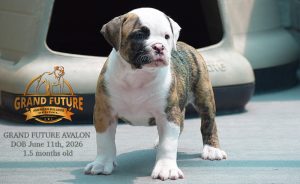 Grand Future Avalon - American Bulldog Puppy