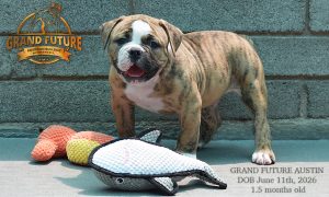 Grand Future Austin - American Bulldog Puppy
