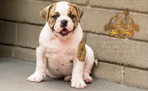 Grand Future Atlas - American Bulldog Puppy