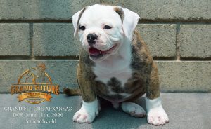 Grand Future Arkansas - American Bulldog Puppy