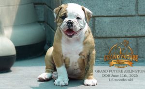 Grand Future Arlington - American Bulldog Puppy