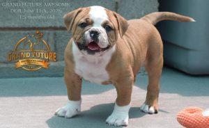 Grand Future Awesome - American Bulldog Puppy