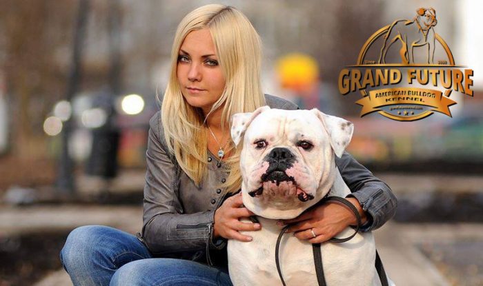 American Bulldog - Grand Champion - Grand Future Pharaoh and kennel founder/owner Olga Sushko