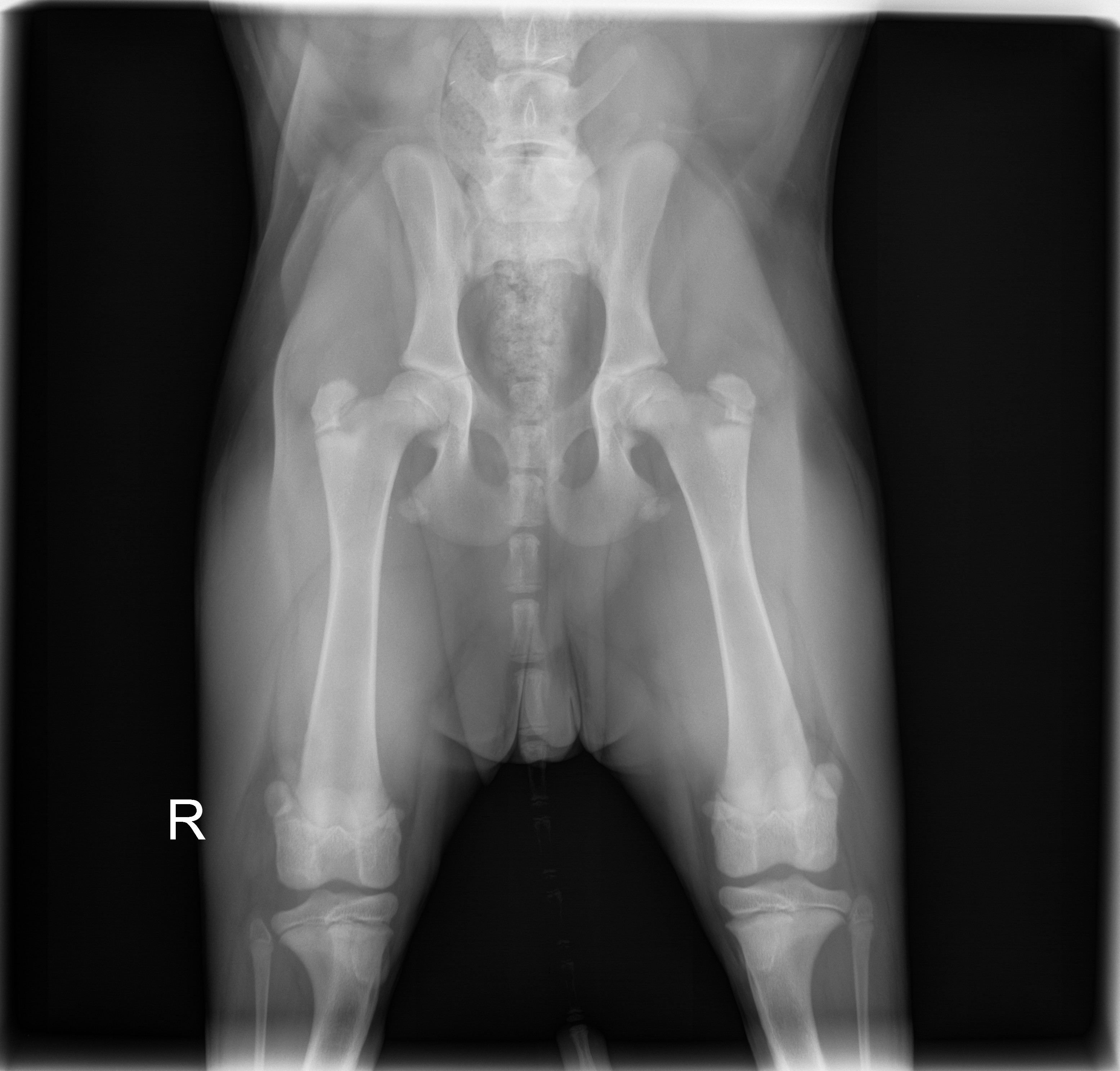 PennHip - Hip-extended radiograph view