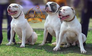 American Bulldogs - Grand Future Kennel