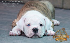 Grand Future Atlantis - American Bulldog Puppy