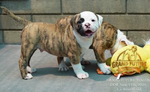 Grand Future Avalon - American Bulldog Puppy