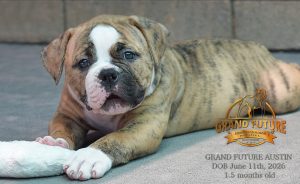 Grand Future Austin - American Bulldog Puppy