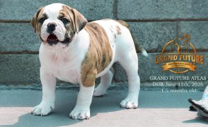 Grand Future Atlas - American Bulldog Puppy
