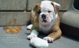 Grand Future Arlington - American Bulldog Puppy