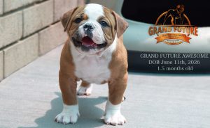 Grand Future Awesome - American Bulldog Puppy