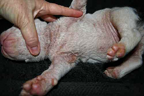 Ichthyosis (ICH) afflicted American Bulldog Puppy