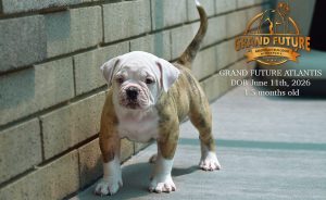 Grand Future Atlantis - American Bulldog Puppy