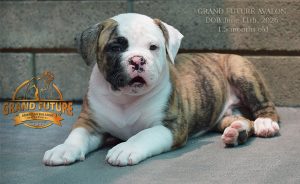 Grand Future Avalon - American Bulldog Puppy