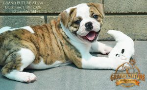 Grand Future Atlas - American Bulldog Puppy