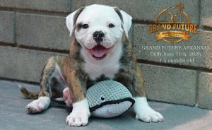 Grand Future Arkansas - American Bulldog Puppy