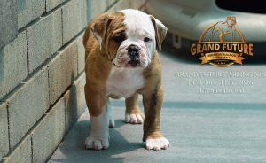 Grand Future Arlington - American Bulldog Puppy