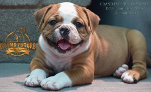 Grand Future Awesome - American Bulldog Puppy