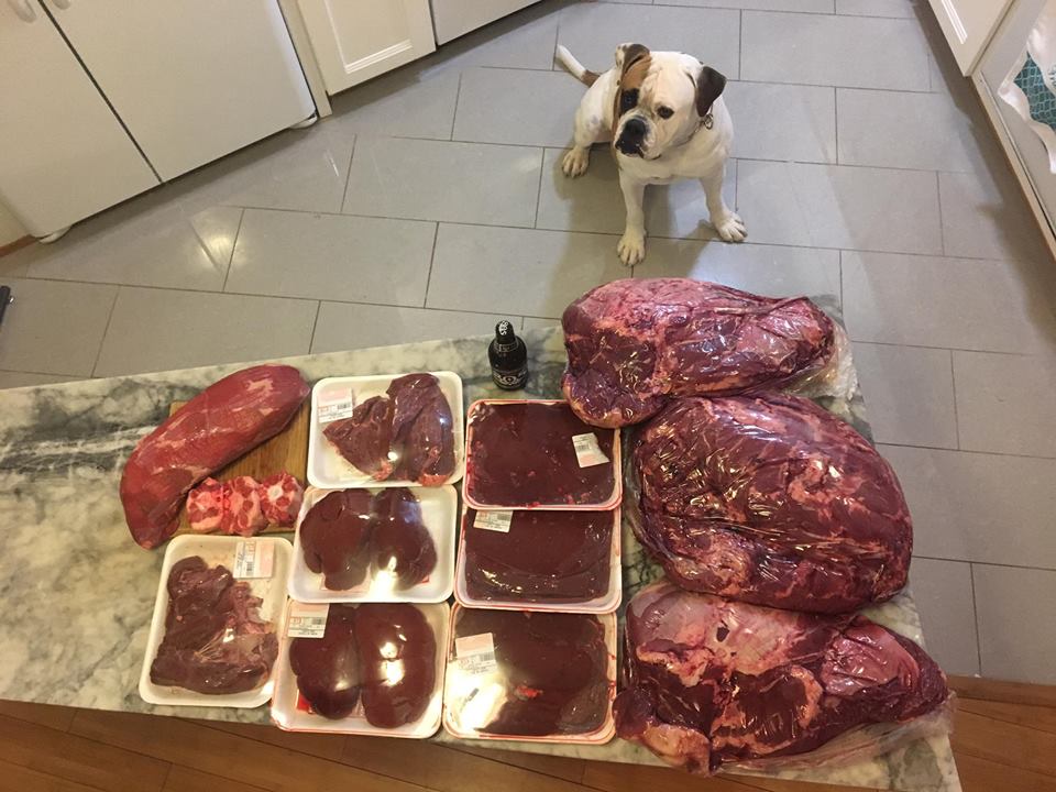 Grand Future Shamrock (Lucky) pictured with -78 lbs of beef -7.3 lbs of beef liver -5 lbs of beef kidneys -4 lbs of beef heart -2 lbs of beef oxtail